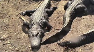 video screenshot of alligator